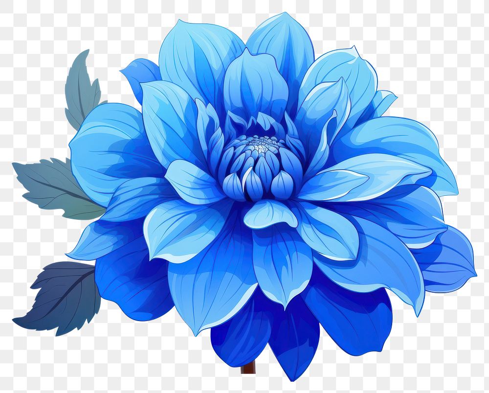 PNG Flower dahlia plant blue transparent background