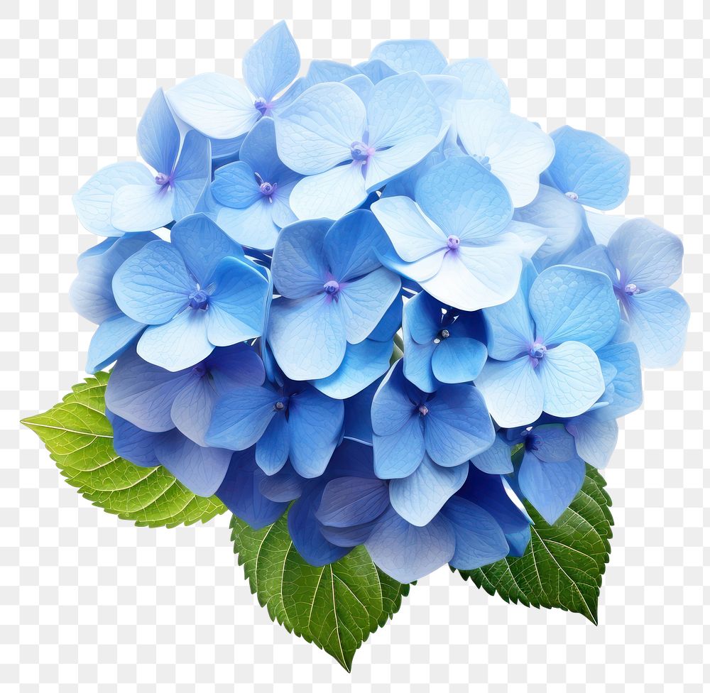 PNG Flower hydrangea plant blue transparent background