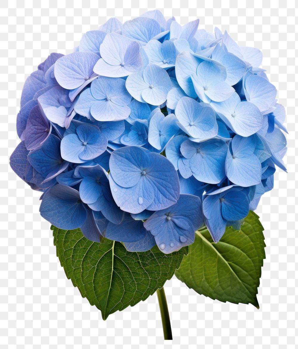 PNG Flower hydrangea plant blue transparent background