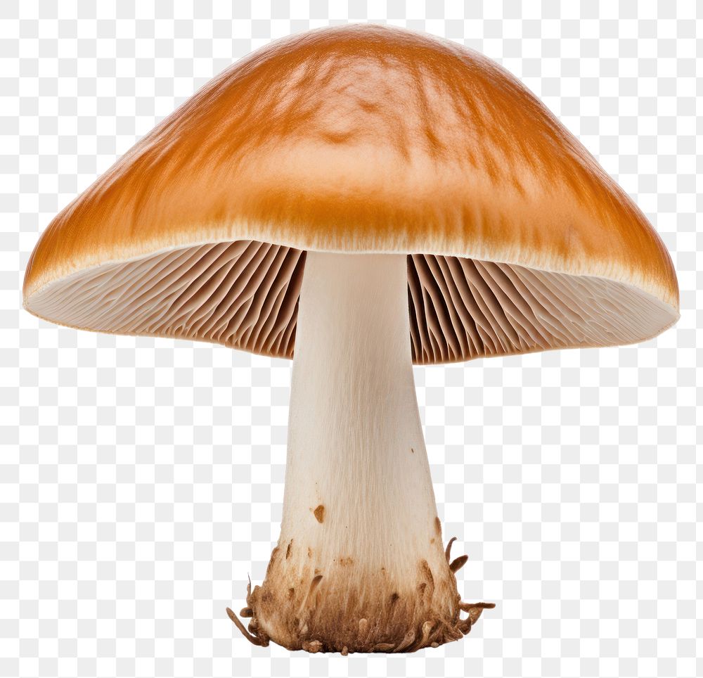 PNG Mushroom fungus agaric plant transparent background