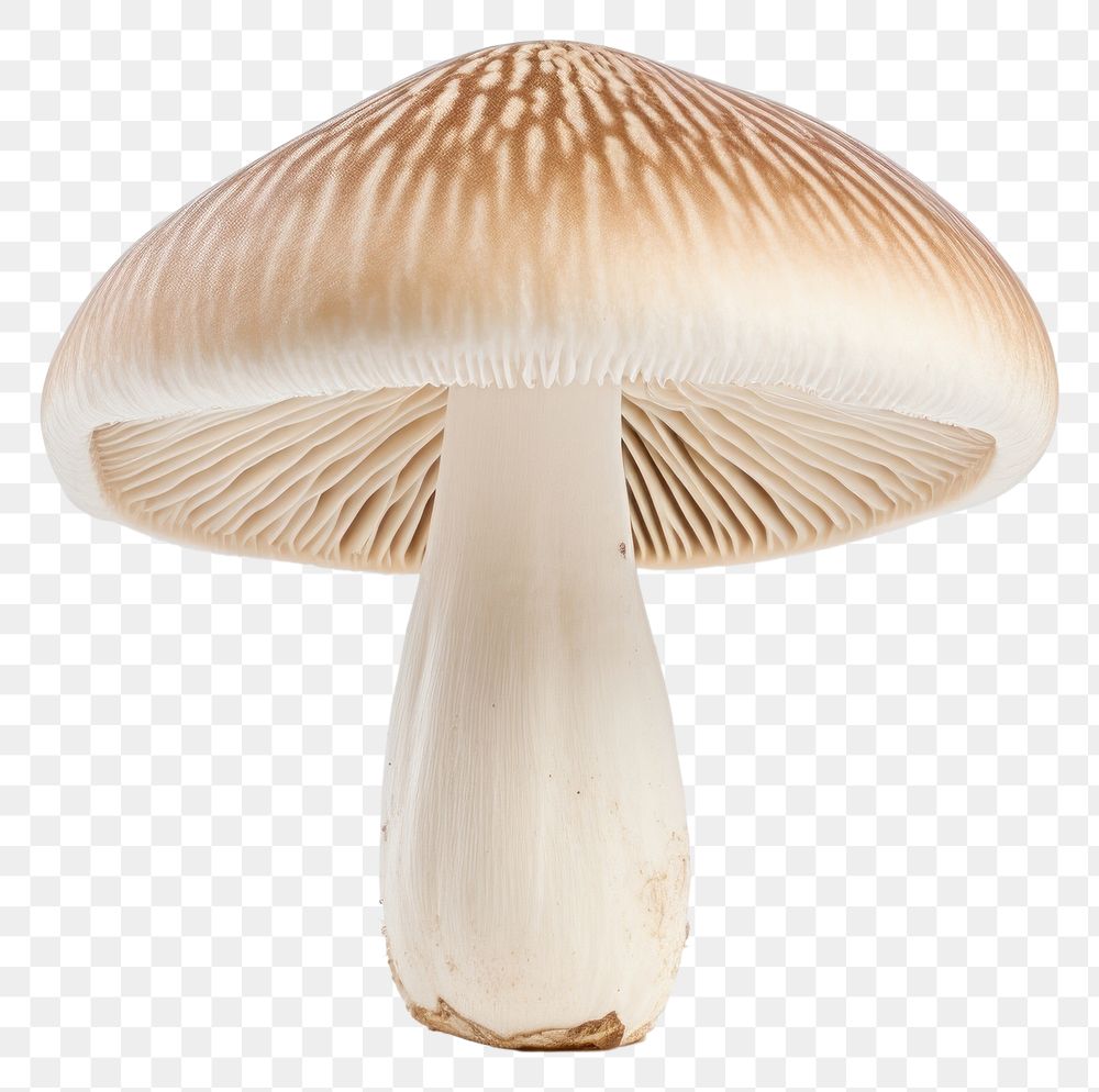 PNG Mushroom fungus agaricaceae transparent background