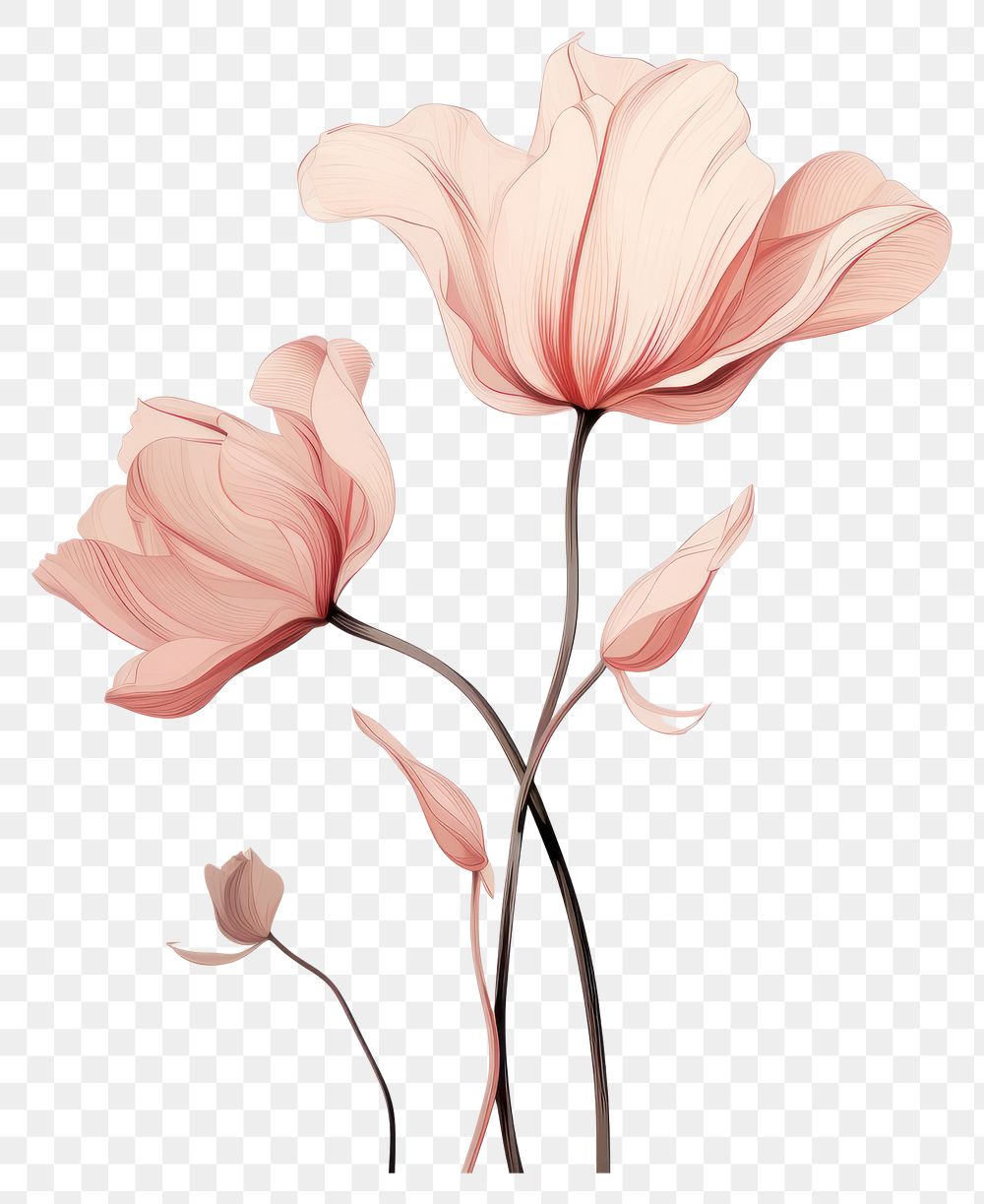 PNG  Drawing flower sketch petal. AI generated Image by rawpixel.