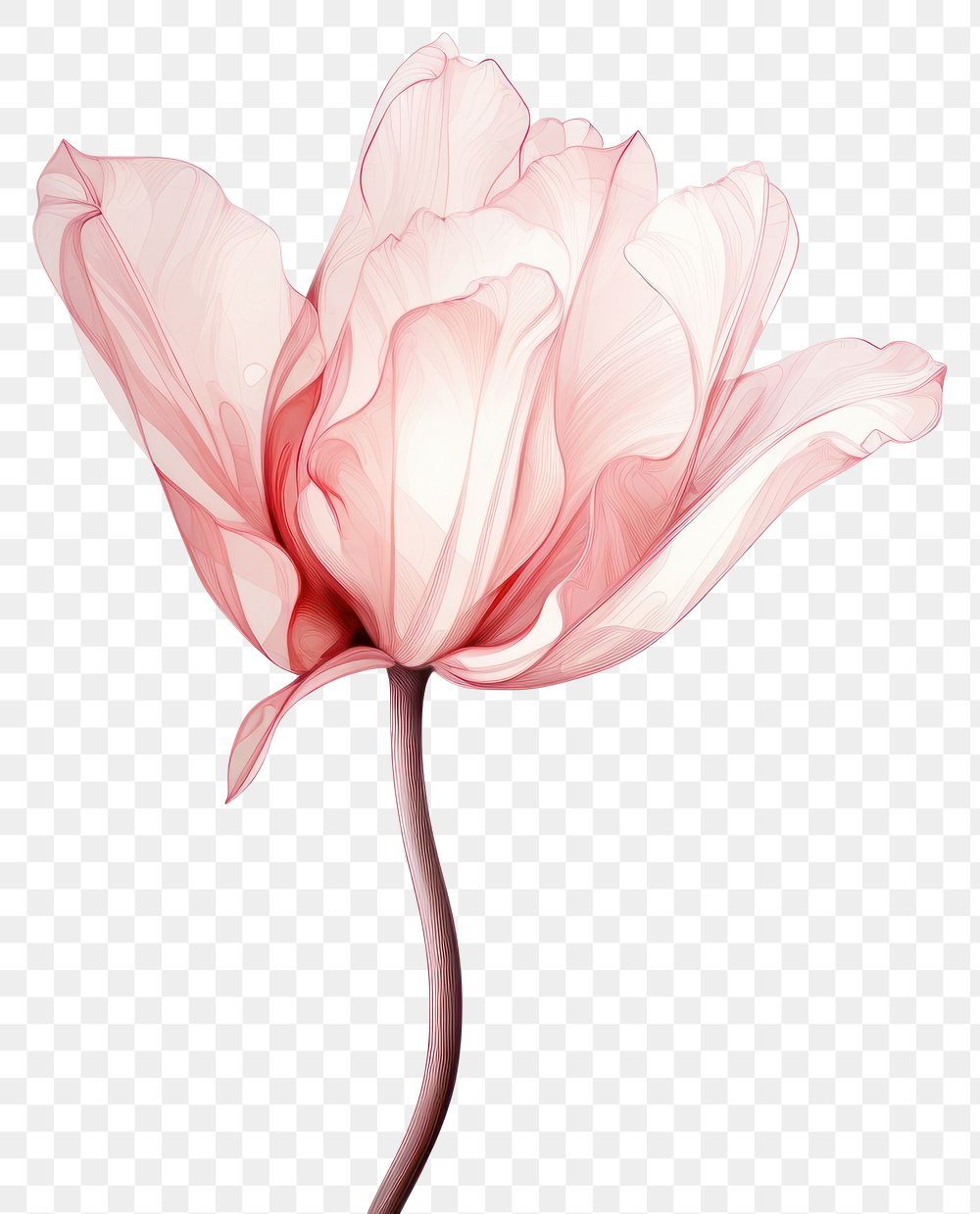 PNG  Flower petal plant tulip