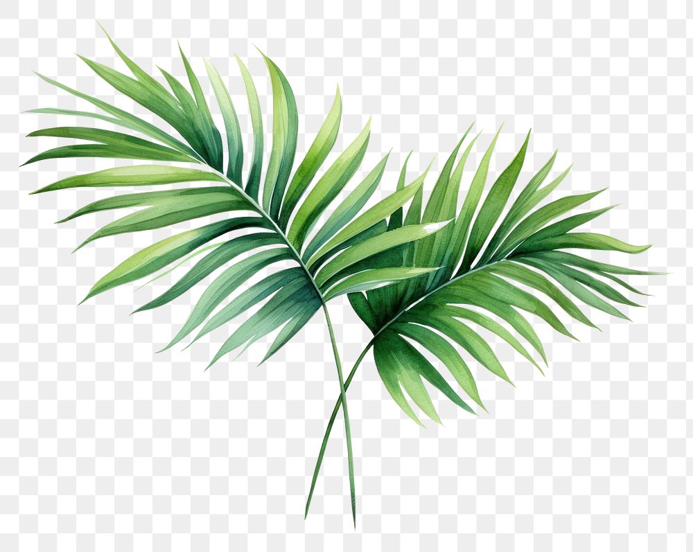 PNG Plant leaf tree transparent background