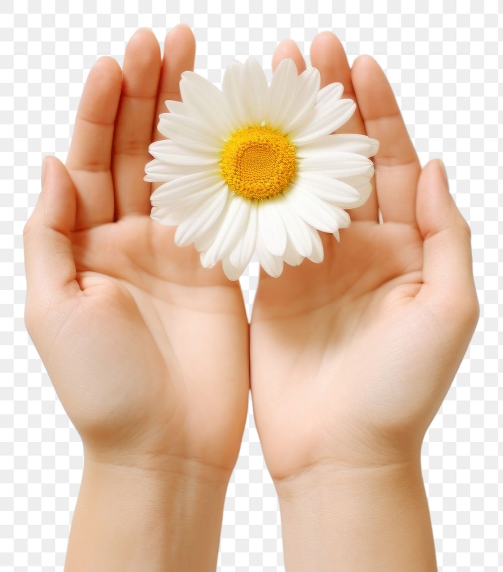PNG Daisy hand holding flower. AI generated Image by rawpixel.