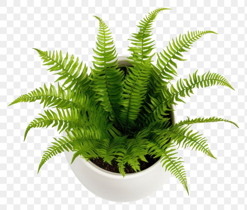 PNG Fern plant leaf white background. AI generated Image by rawpixel.