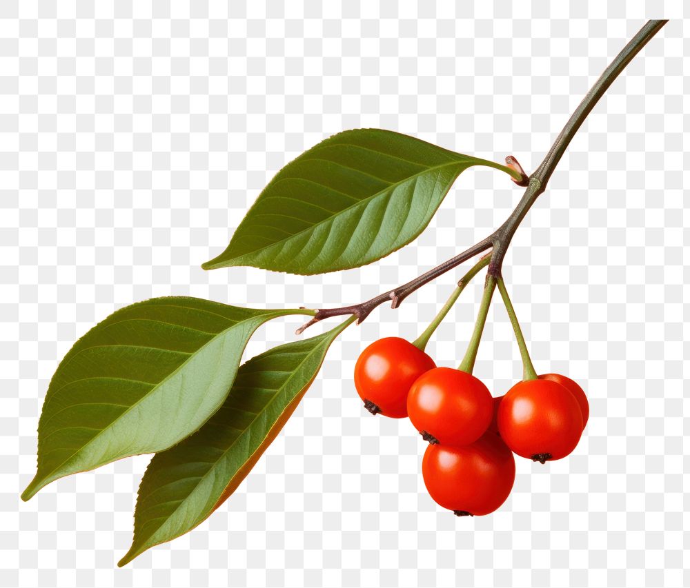 PNG Cherry plant fruit food. 