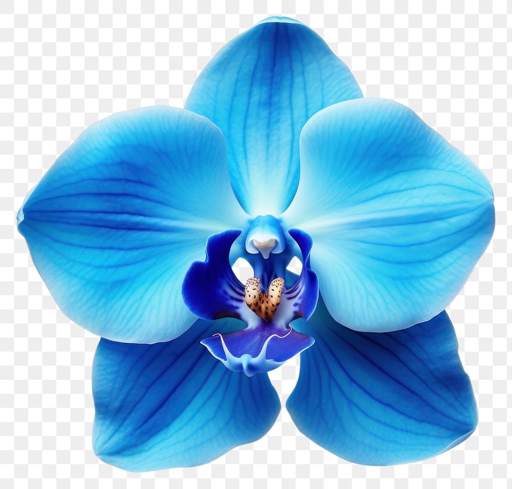 PNG Flower orchid plant blue. AI generated Image by rawpixel.