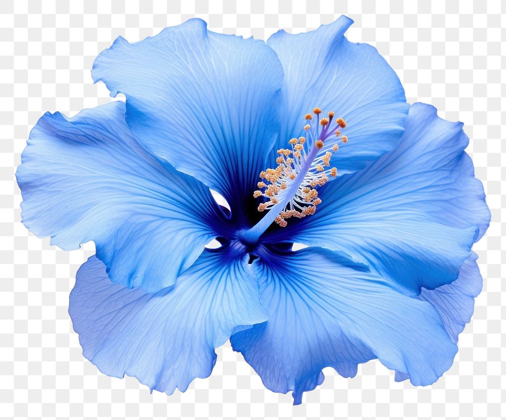 PNG Hibiscus flower blossom petal. AI generated Image by rawpixel.