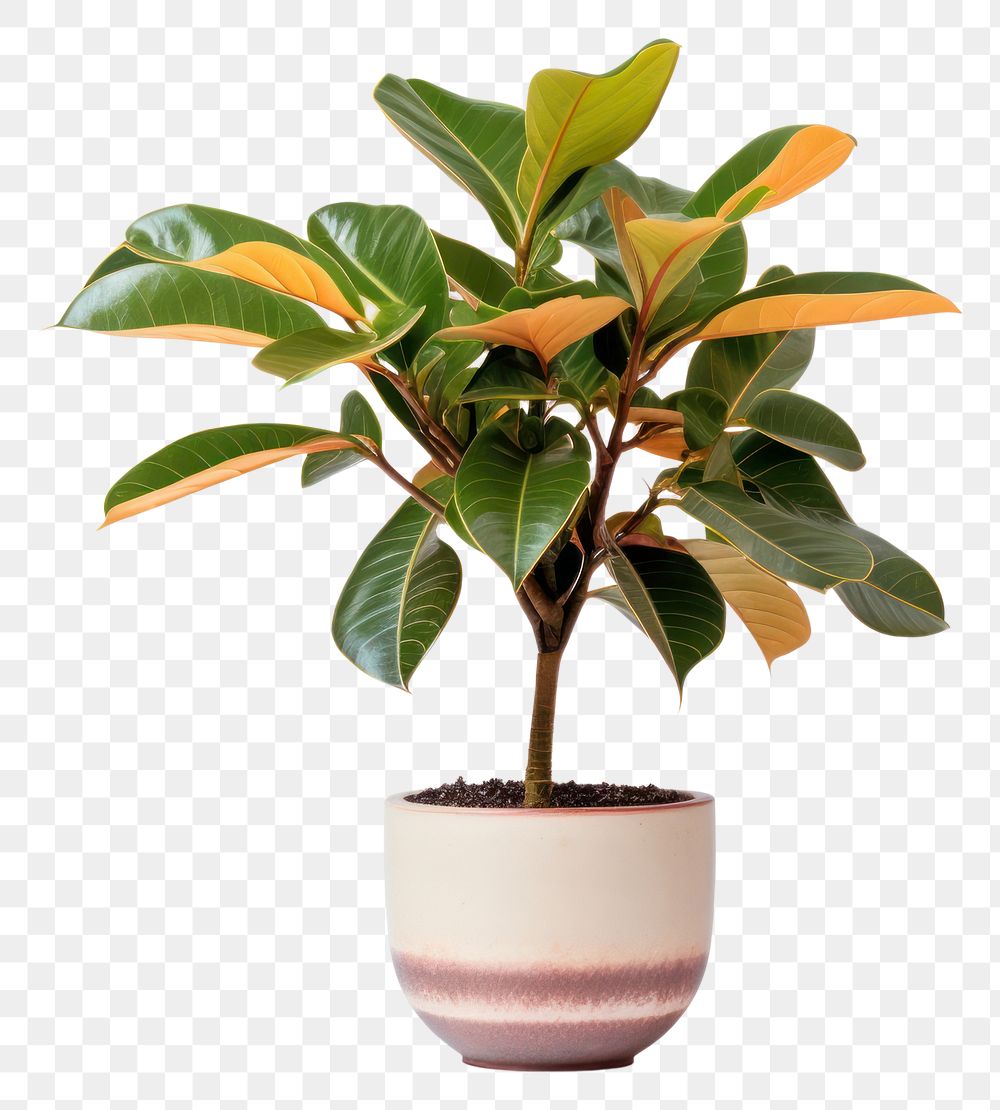PNG Flower flowerpot bonsai plant. AI generated Image by rawpixel.