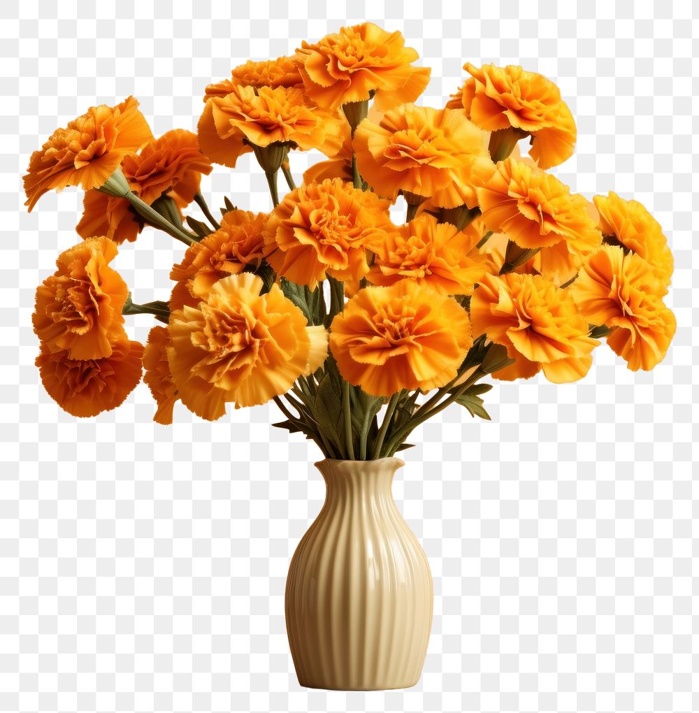 PNG Marigold flower plant vase. 