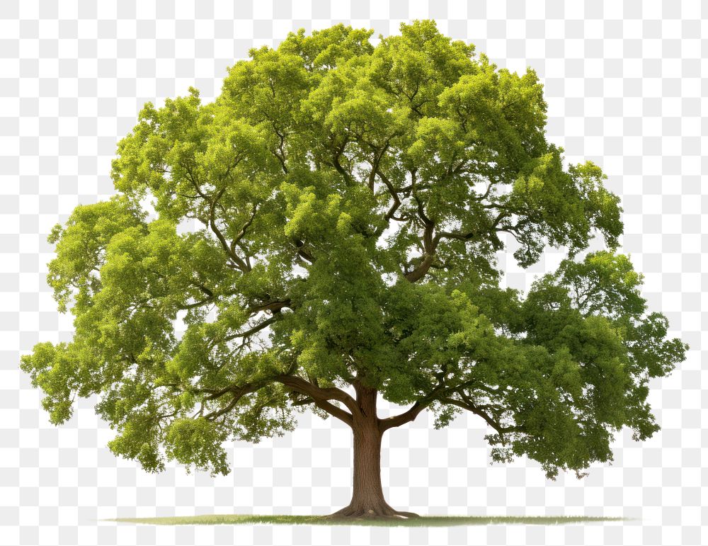 PNG Tree plant oak transparent background