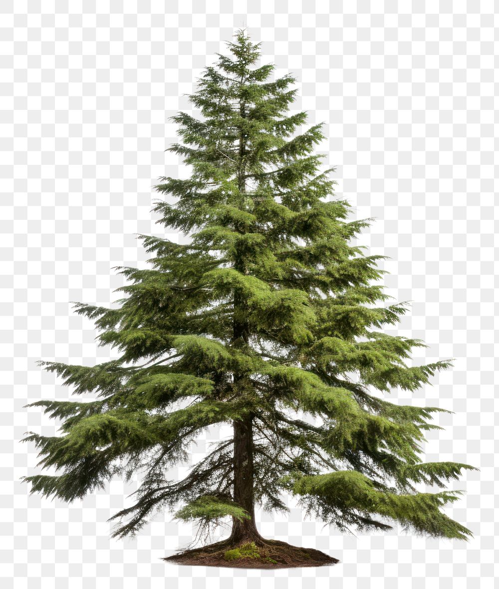 PNG Plant tree pine fir. AI generated Image by rawpixel.