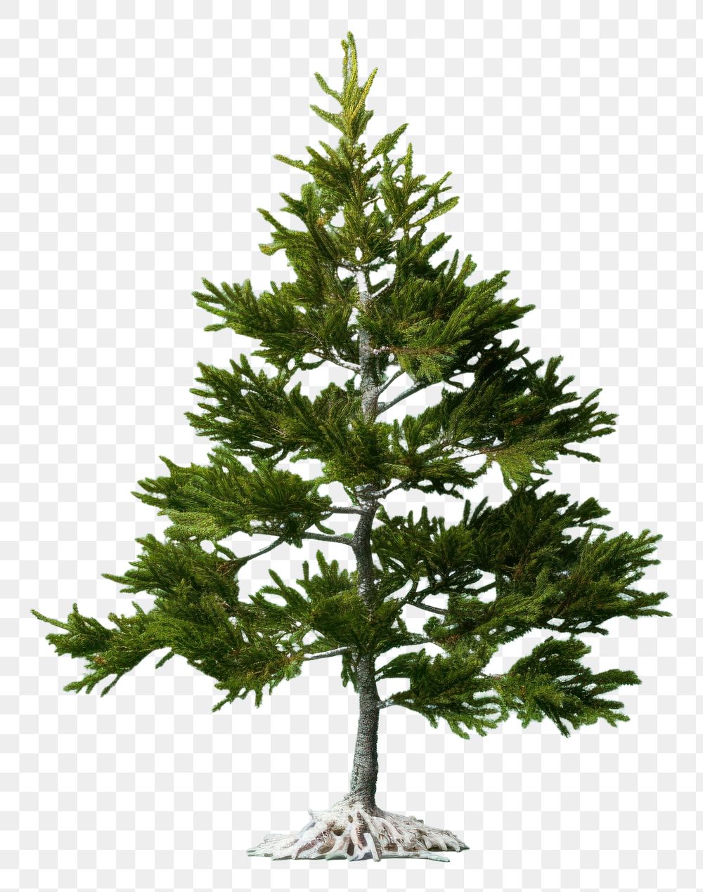 PNG Tree fir plant green. AI generated Image by rawpixel.