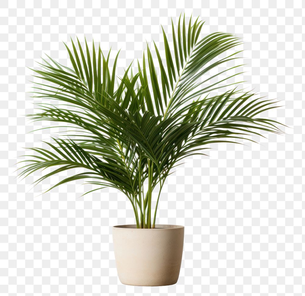 PNG Plant leaf tree houseplant. 