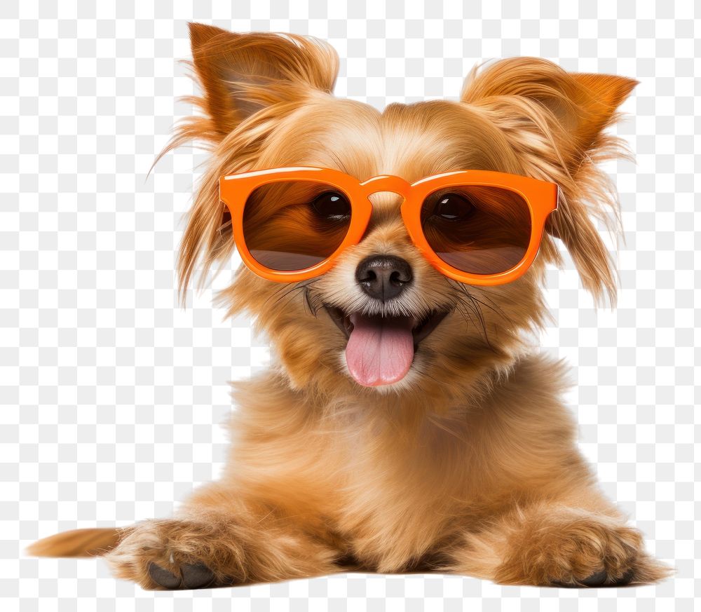 PNG Sunglasses pet dog mammal. AI generated Image by rawpixel.