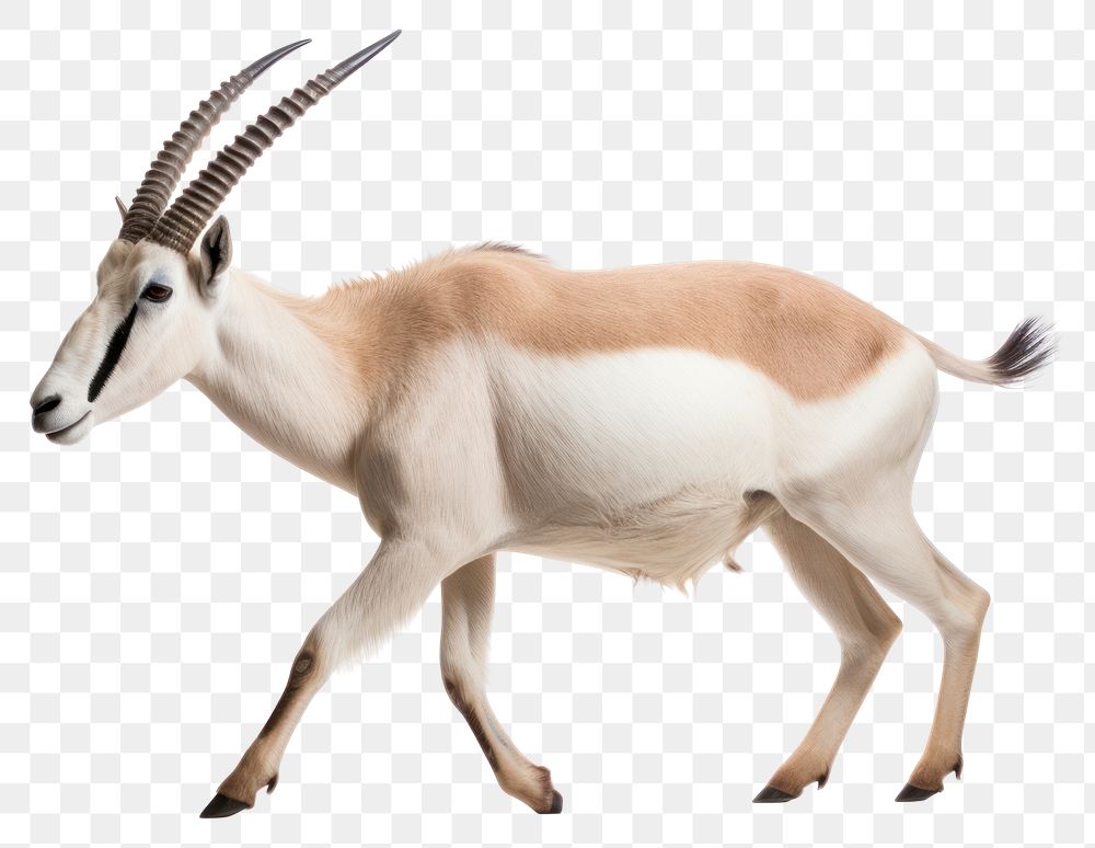 PNG Wildlife animal mammal antelope. AI generated Image by rawpixel.