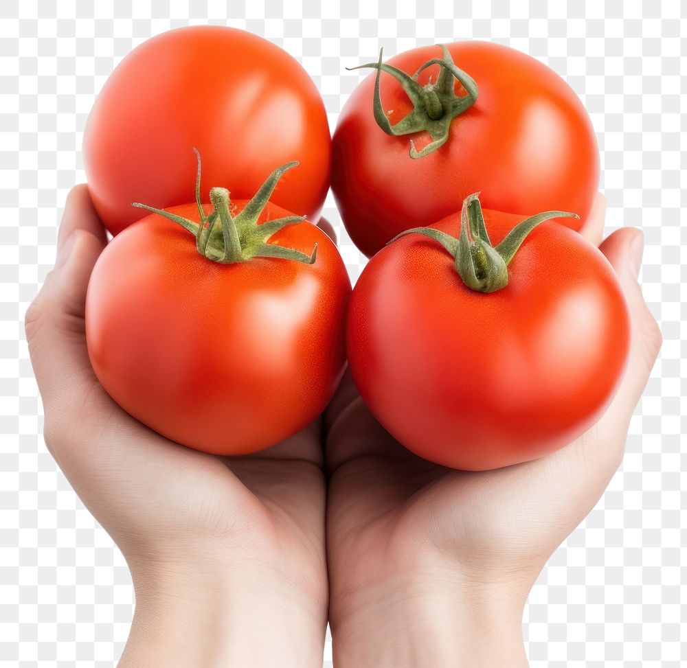 PNG Tomato vegetable fruit plant. 