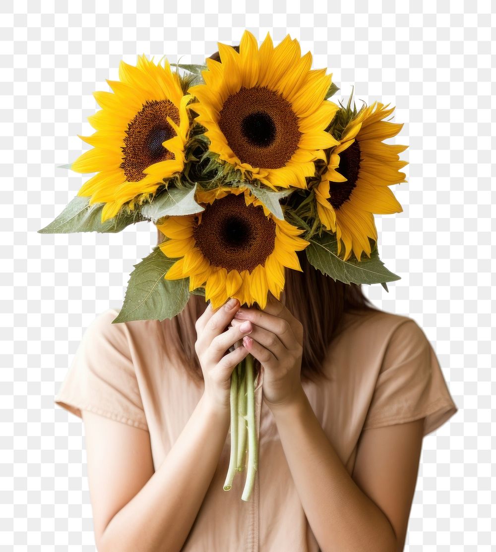 PNG Sunflower plant adult inflorescence. 