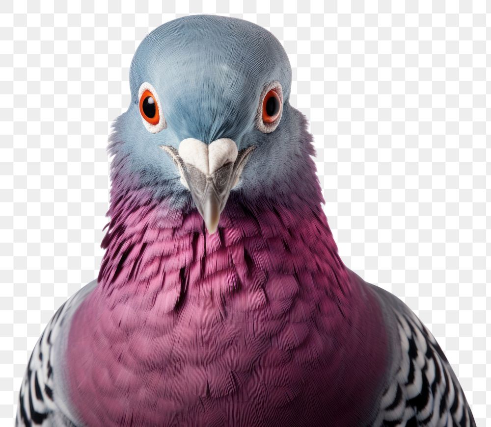 PNG Animal bird wildlife portrait. AI generated Image by rawpixel.