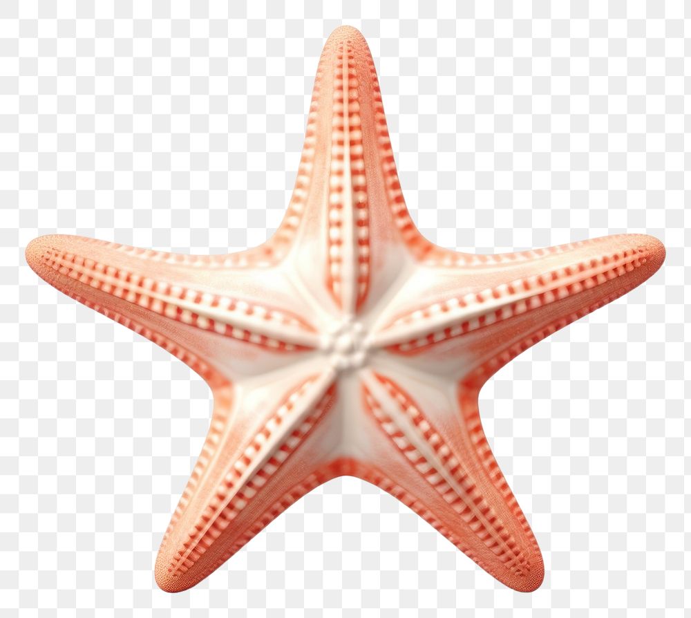 PNG Starfish white background invertebrate simplicity. AI generated Image by rawpixel.
