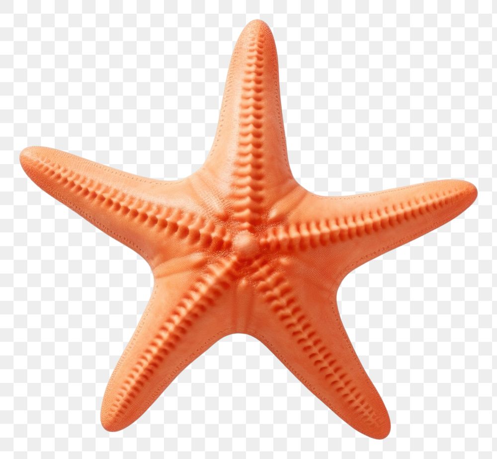 PNG Starfish white background invertebrate simplicity. 