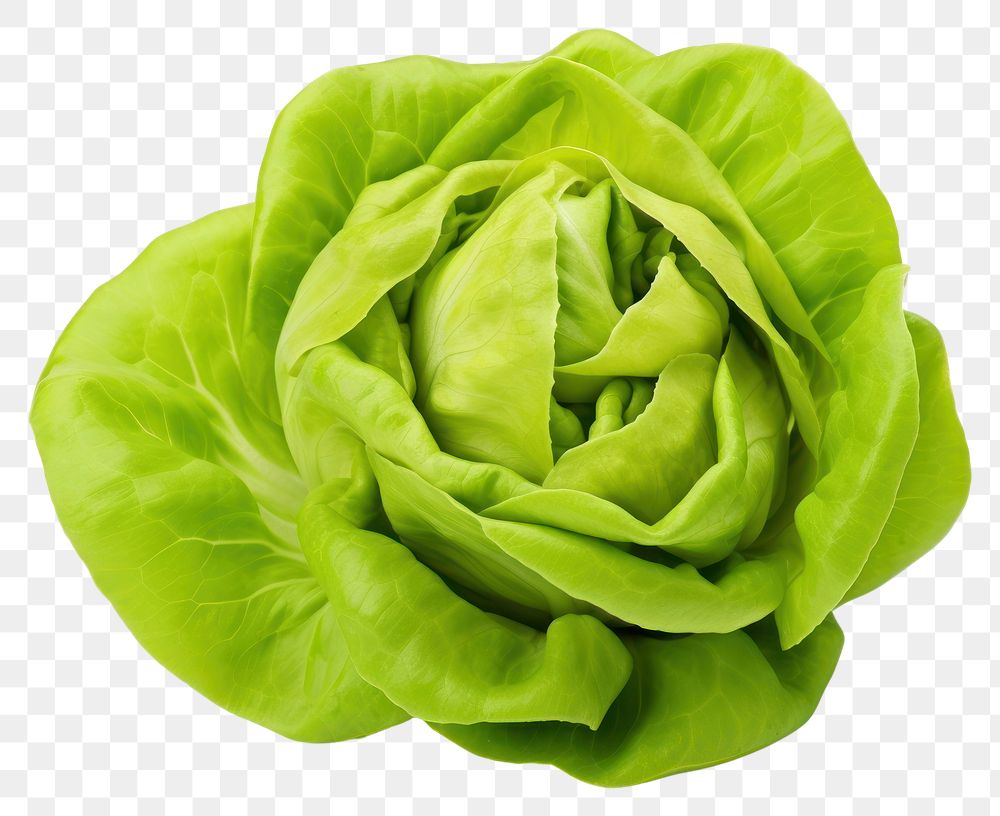 PNG  Vegetable lettuce plant food. AI generated Image by rawpixel.
