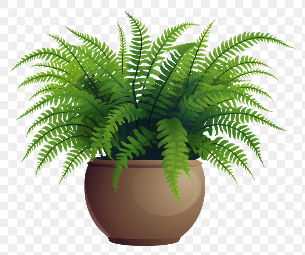 PNG Fern plant houseplant floristry. AI generated Image by rawpixel.