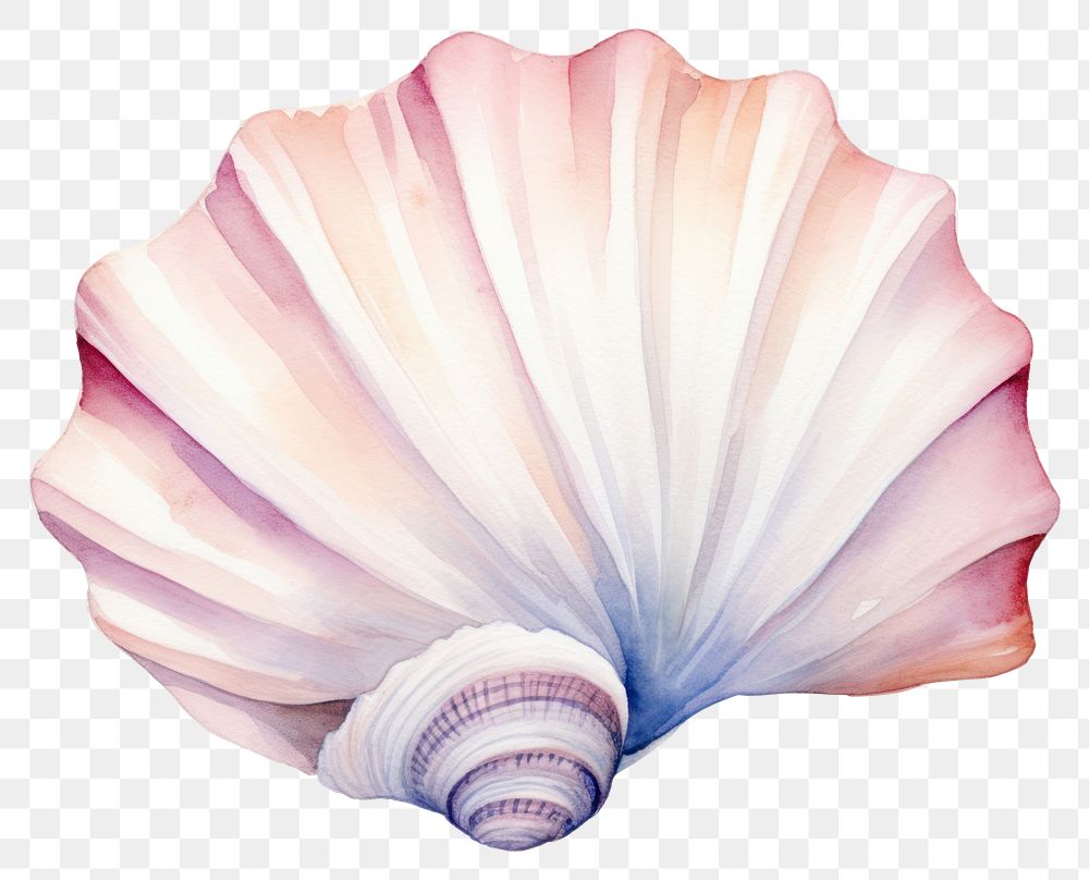 PNG Seashell clam invertebrate fragility. AI generated Image by rawpixel.