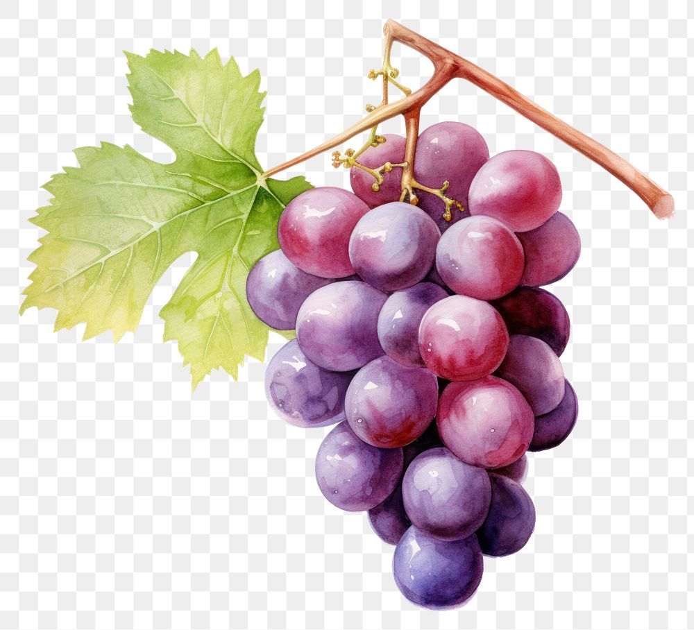 PNG Grapes fruit plant food. AI generated Image by rawpixel.