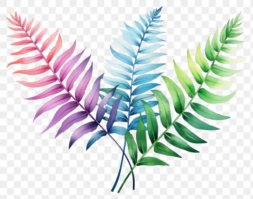 PNG Fern plant leaf transparent background. 