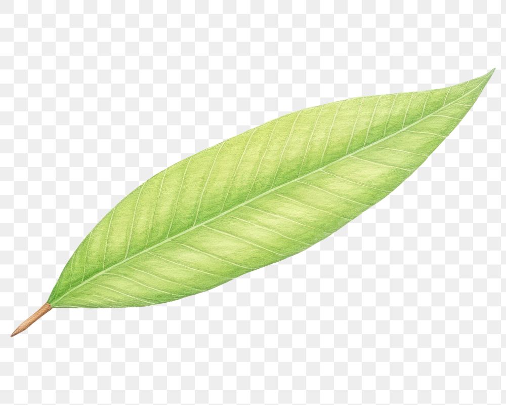 Plant leaf annonaceae freshness. AI generated Image by rawpixel.