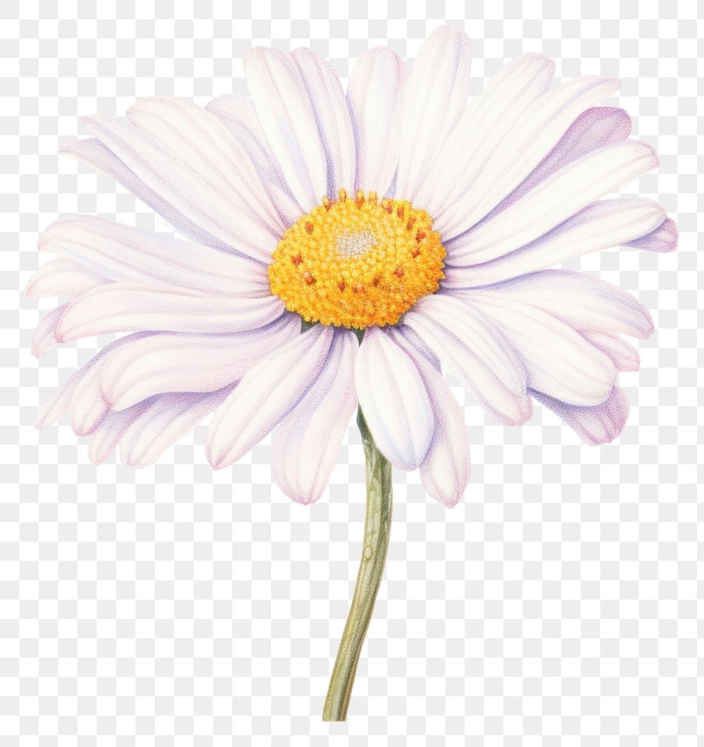 PNG Daisy flower petal plant. 