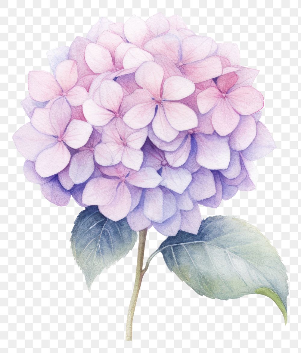 PNG Flower hydrangea petal plant. AI generated Image by rawpixel.