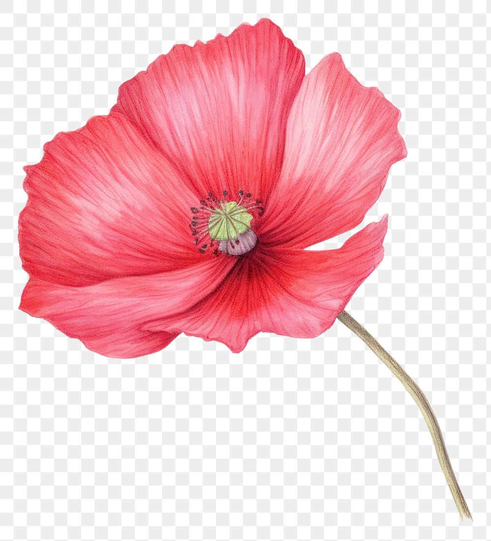 PNG Flower poppy petal plant. 