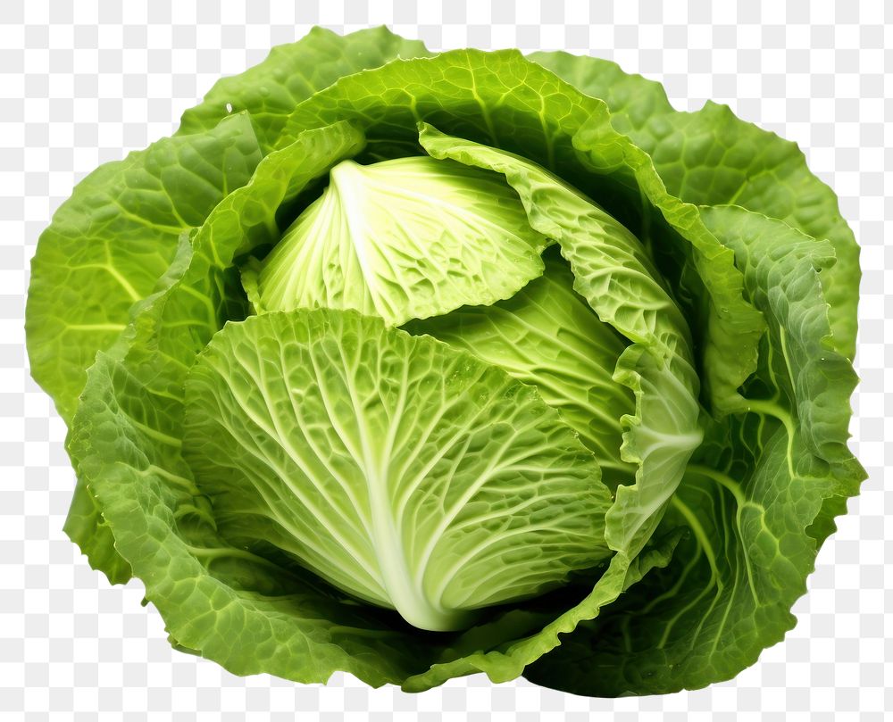 PNG  Vegetable cabbage plant food. AI generated Image by rawpixel.