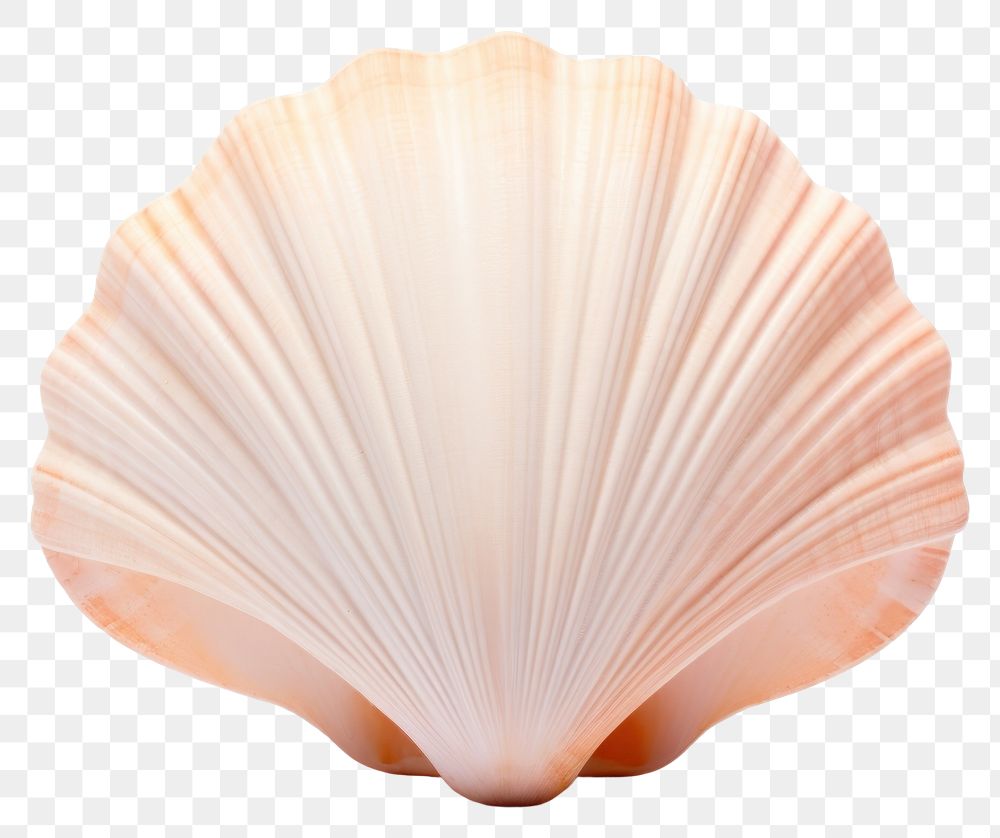 PNG Seashell clam transparent background invertebrate