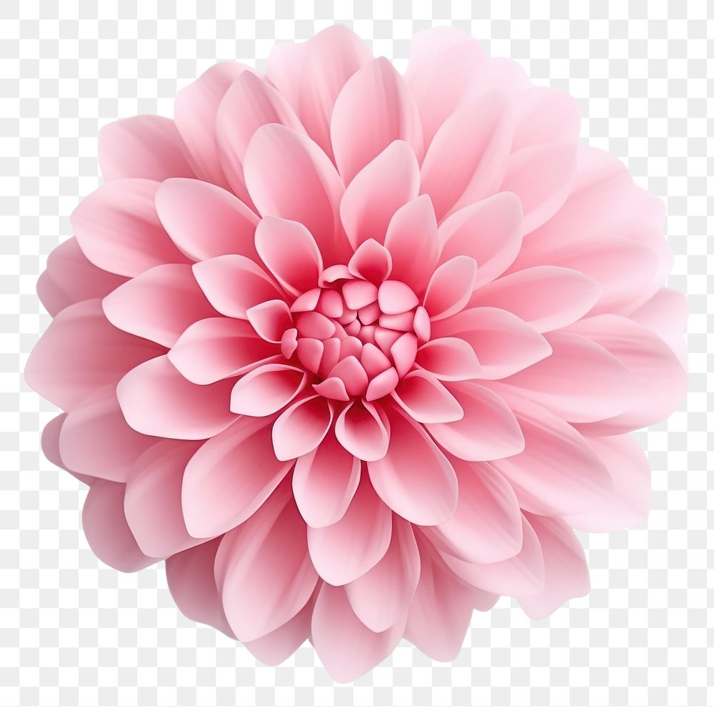 PNG Flower chrysanths blossom dahlia. 