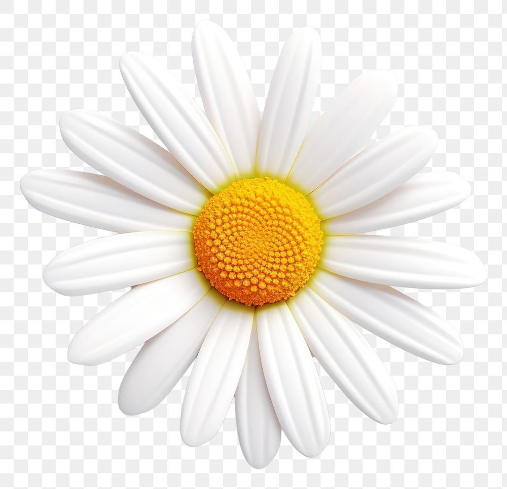 PNG Flower daisy blossom petal. 