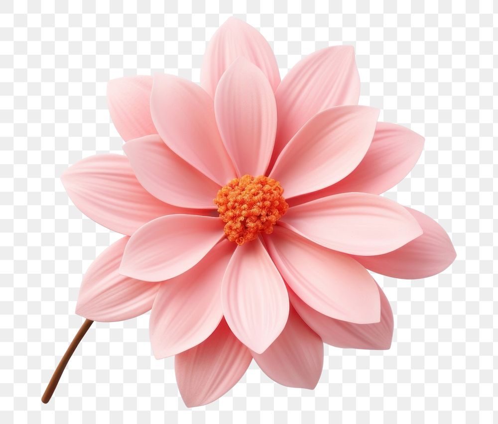 PNG Flower blossom dahlia petal. AI generated Image by rawpixel.