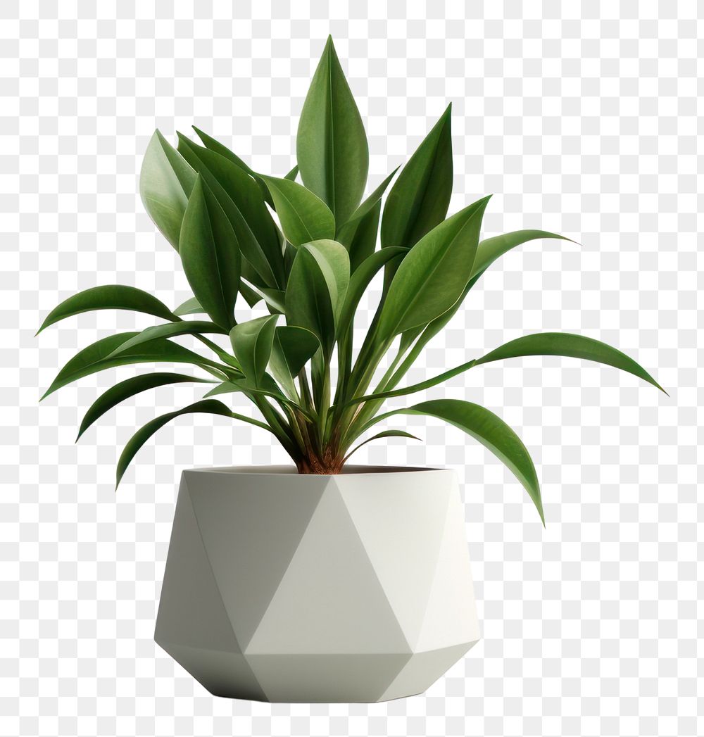 PNG House plant vase leaf white background. AI generated Image by rawpixel.
