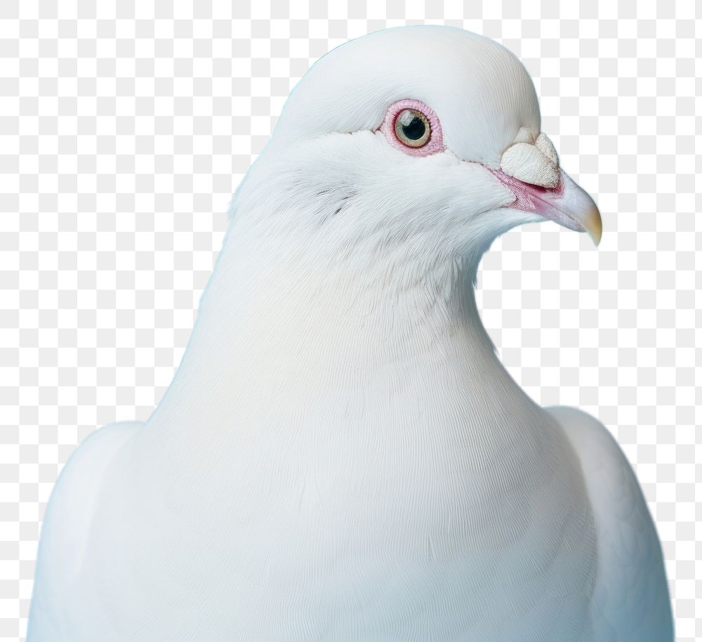 PNG White pigeon animal bird wildlife. AI generated Image by rawpixel.