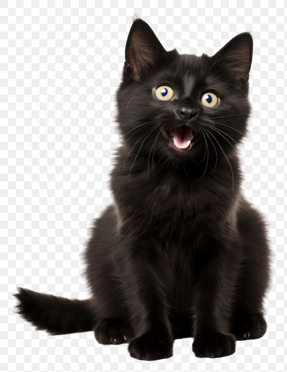 PNG Mammal animal kitten black transparent background