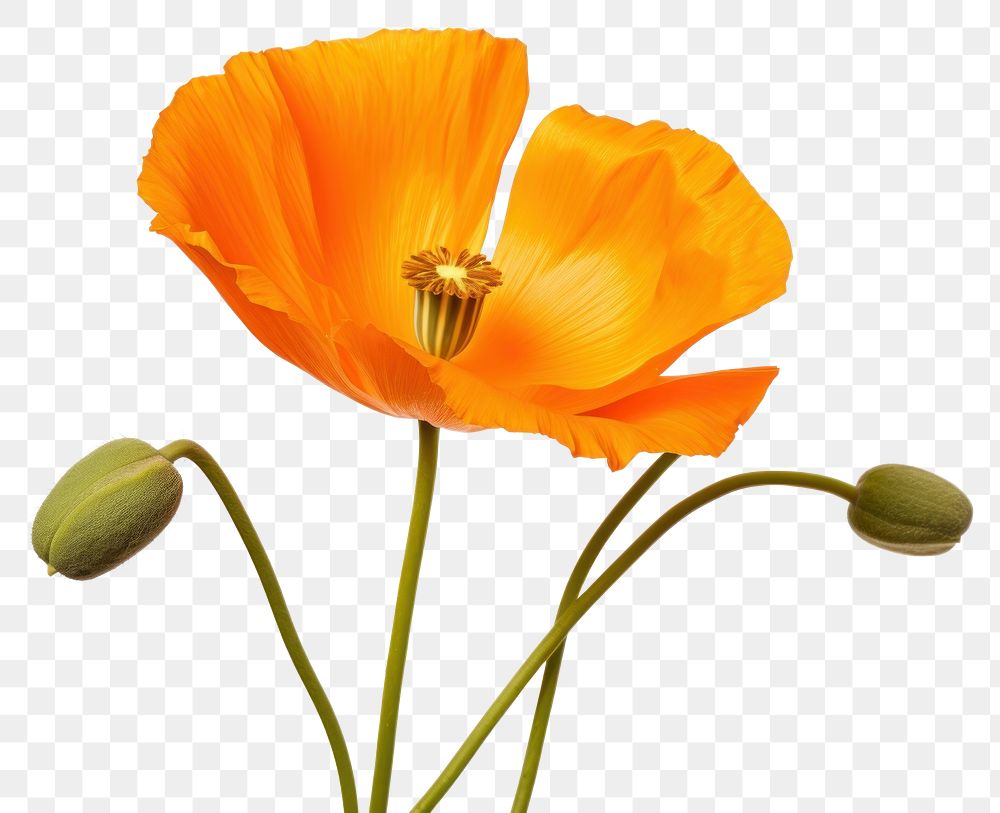 PNG California poppy flower petal plant. AI generated Image by rawpixel.