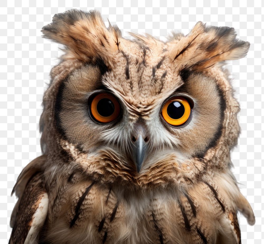 PNG Owl animal beak bird. AI generated Image by rawpixel.