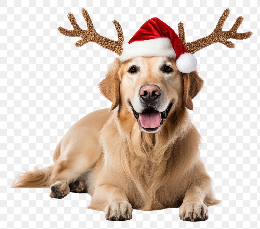 PNG Retriever christmas mammal animal. 