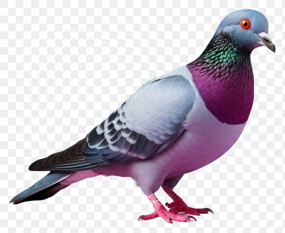 PNG Pigeon animal bird wildlife. AI generated Image by rawpixel.