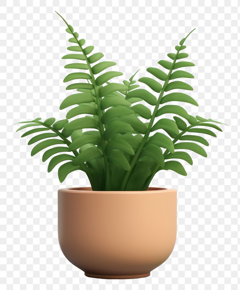 PNG Fern plant leaf houseplant. 