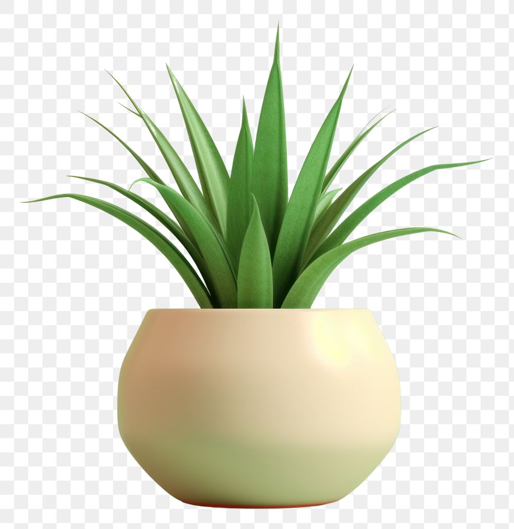 PNG Plant aloe vase houseplant. AI generated Image by rawpixel.