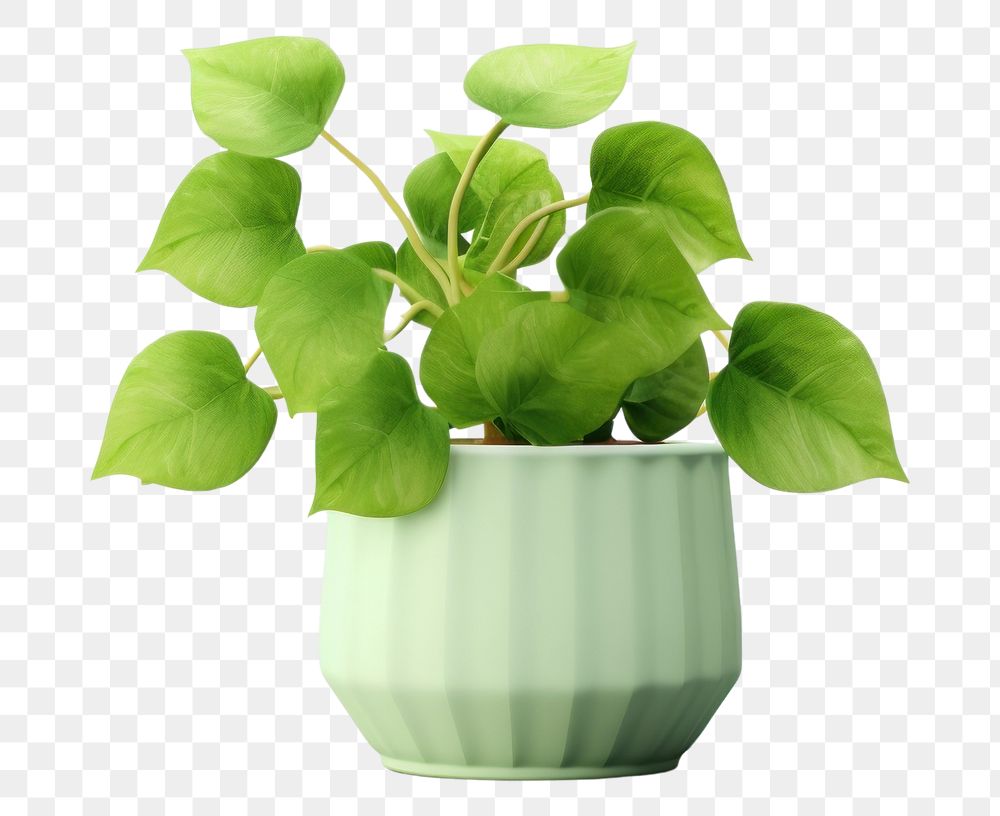 PNG Plant vase leaf potted plant. AI generated Image by rawpixel.